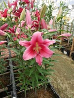 [4160 Dalian Mak No01.JPG]